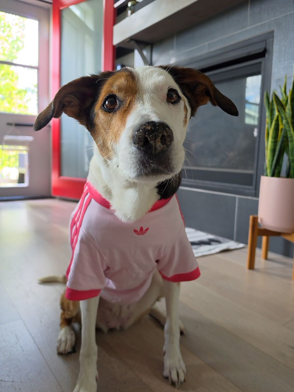 adidas PET CALI TEE - Pink | Free Shipping with adiClub