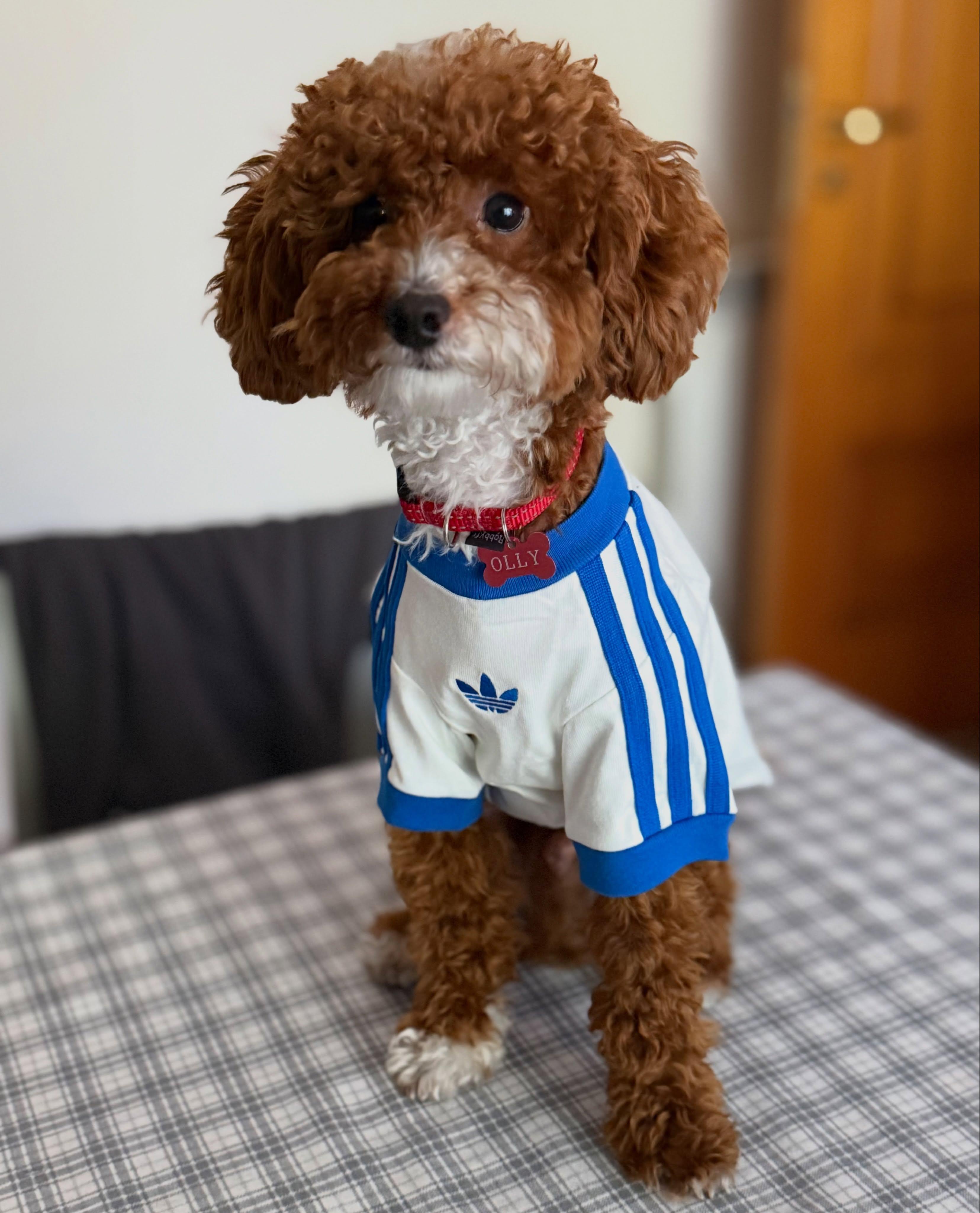 adidas Pet Collection | adidas US