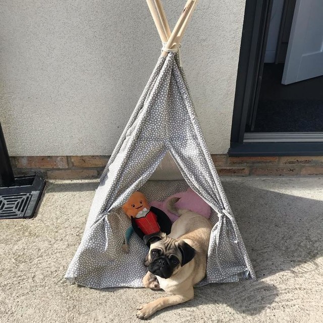 petco dog teepee