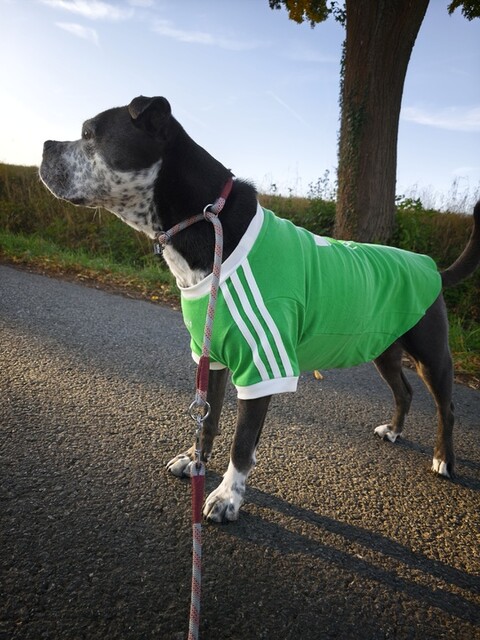 adidas Pet Collection | adidas US